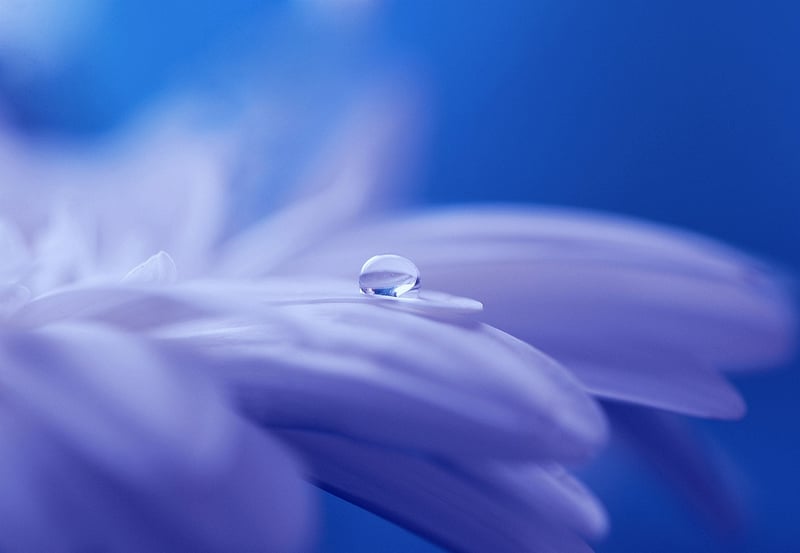 Whimsical Dreams