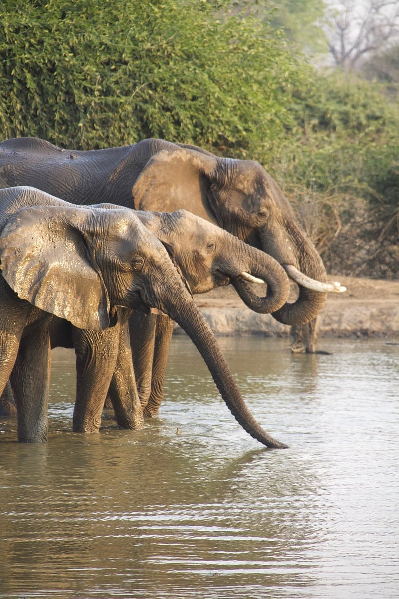 Safari in Kenya